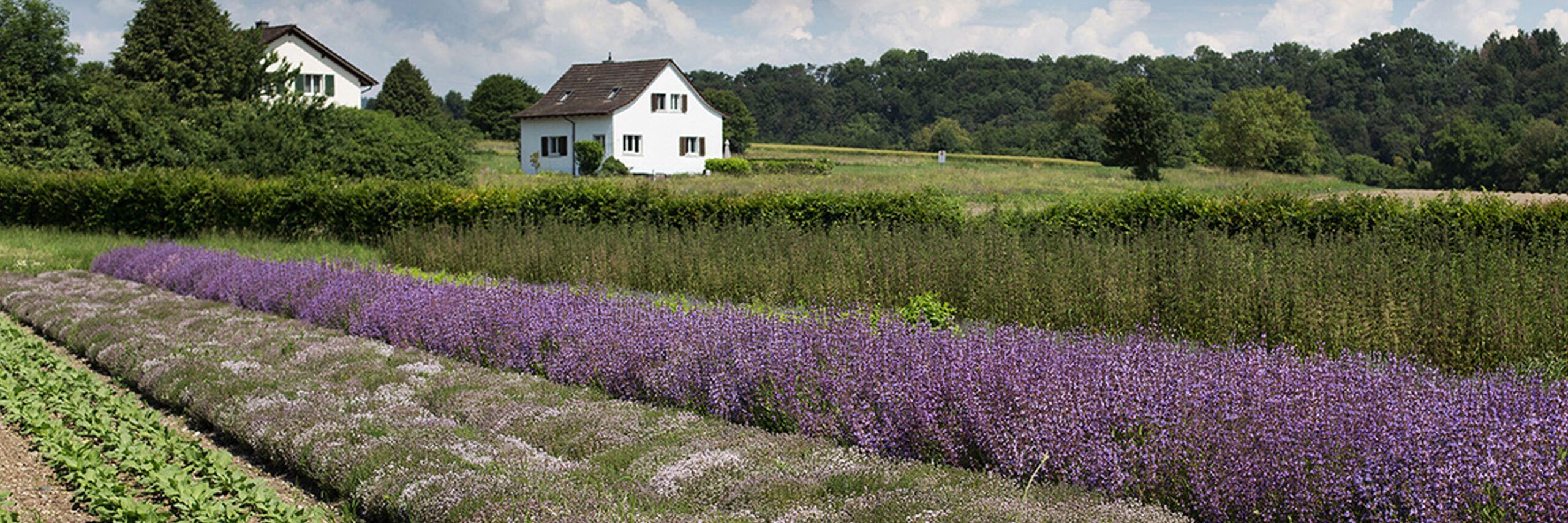 Stiftung Fintan - Sativa Rheinau AG - Lavendel Feld 