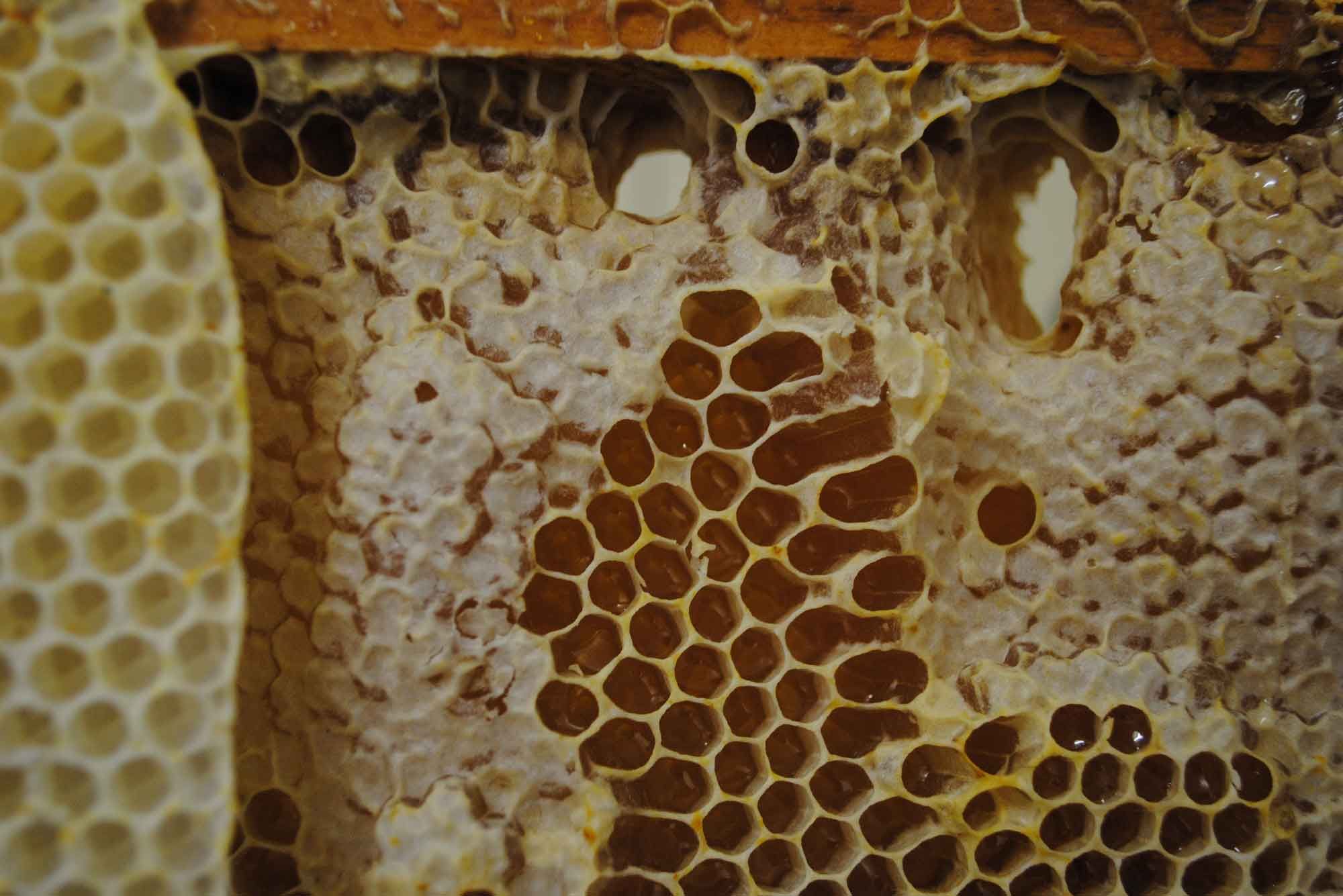 Stiftung Fintan - Imkerei Wabengold -  Bienenwabe 
