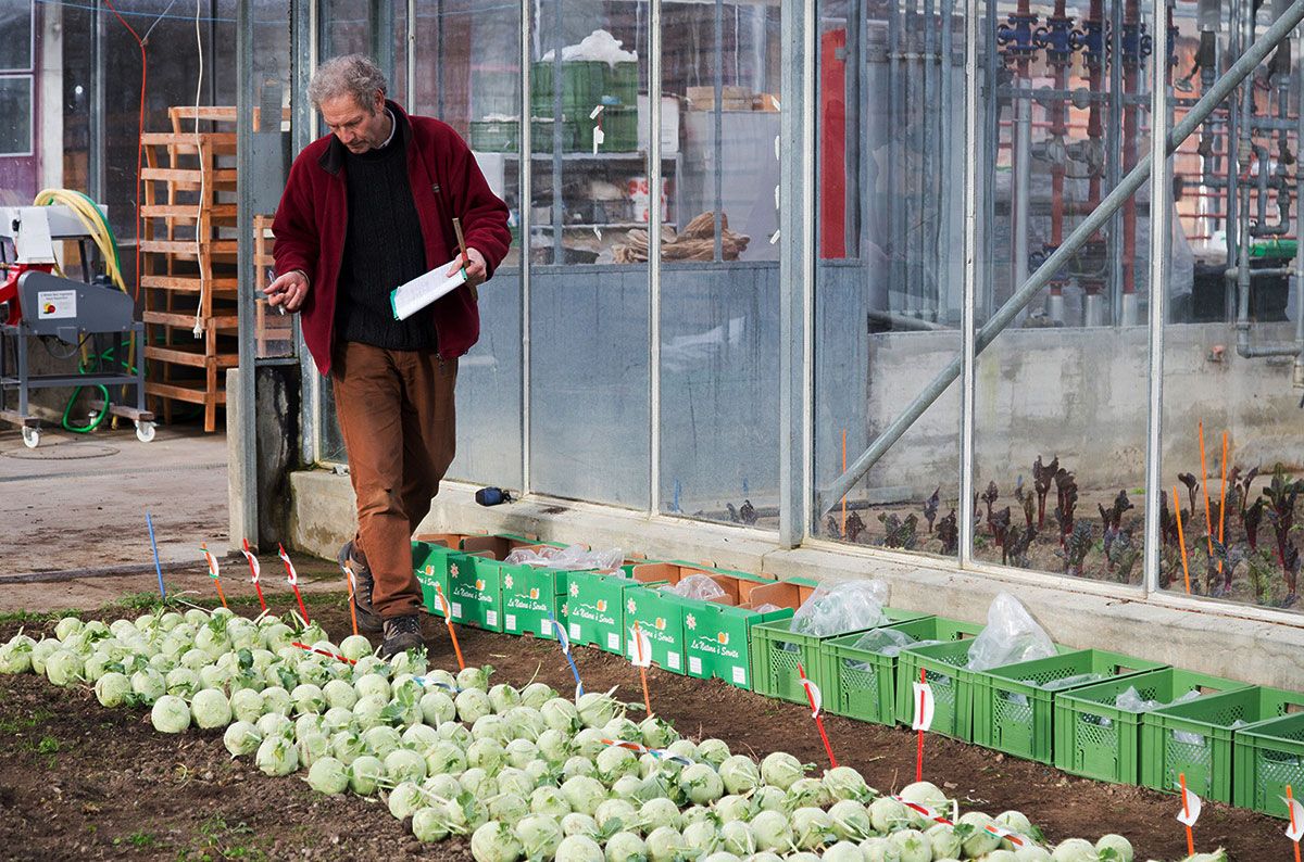 Stiftung Fintan - Sativa Rheinau AG - Kohlrabi